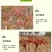 香椿苗红油香椿香椿小苗，椿芽苗，椿树