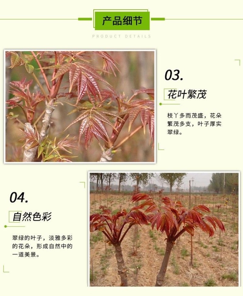 香椿苗红油香椿香椿小苗，椿芽苗，椿树