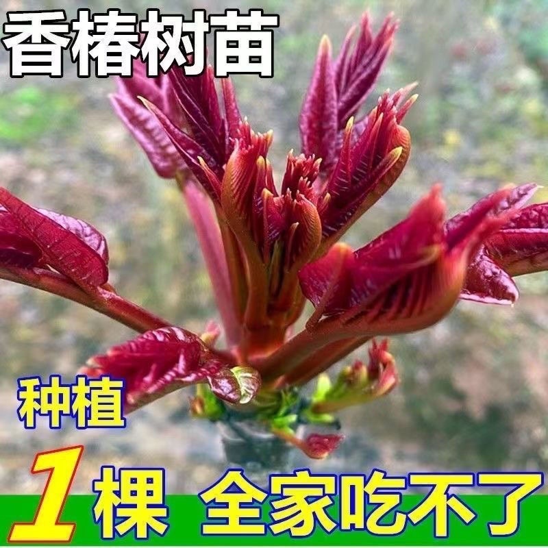 香椿苗红油香椿香椿小苗，椿芽苗，椿树