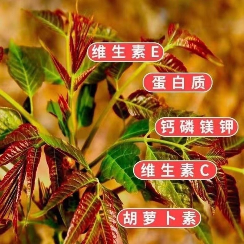 香椿苗红油香椿香椿小苗，椿芽苗，椿树