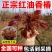 香椿苗红油香椿香椿小苗，椿芽苗，椿树