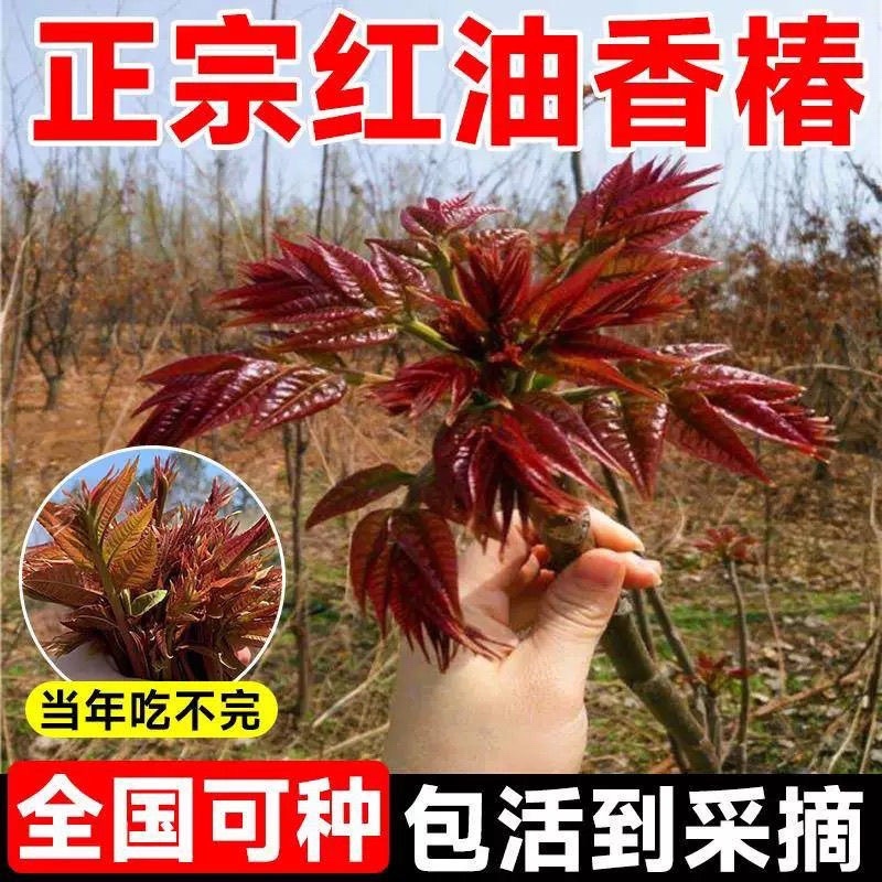 香椿苗红油香椿香椿小苗，椿芽苗，椿树