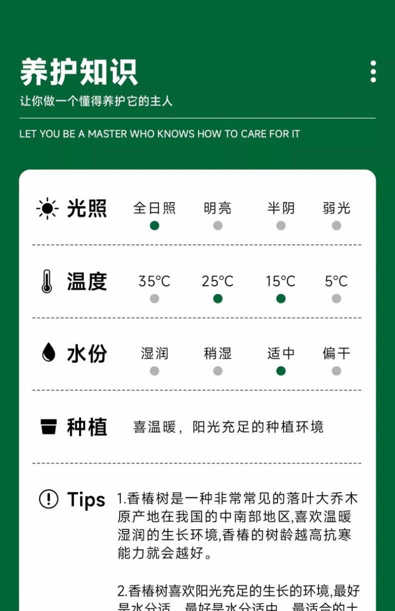 香椿苗红油香椿香椿小苗，椿芽苗，椿树