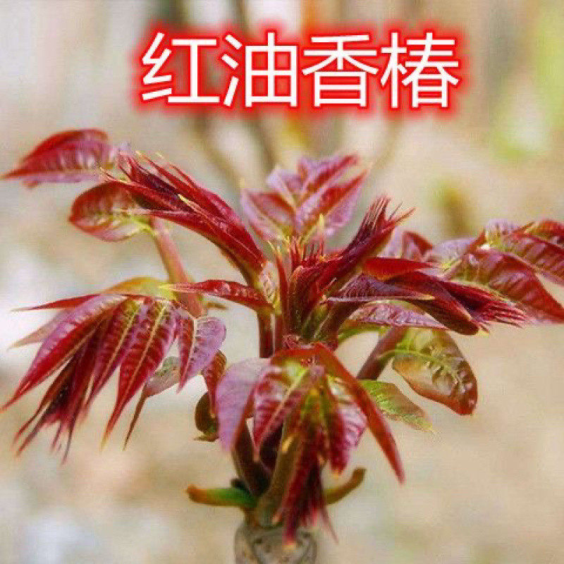 香椿苗红油香椿香椿小苗，椿芽苗，椿树