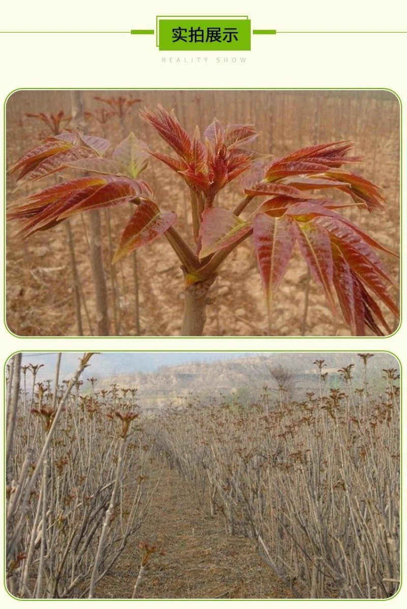香椿苗红油香椿香椿小苗，椿芽苗，椿树