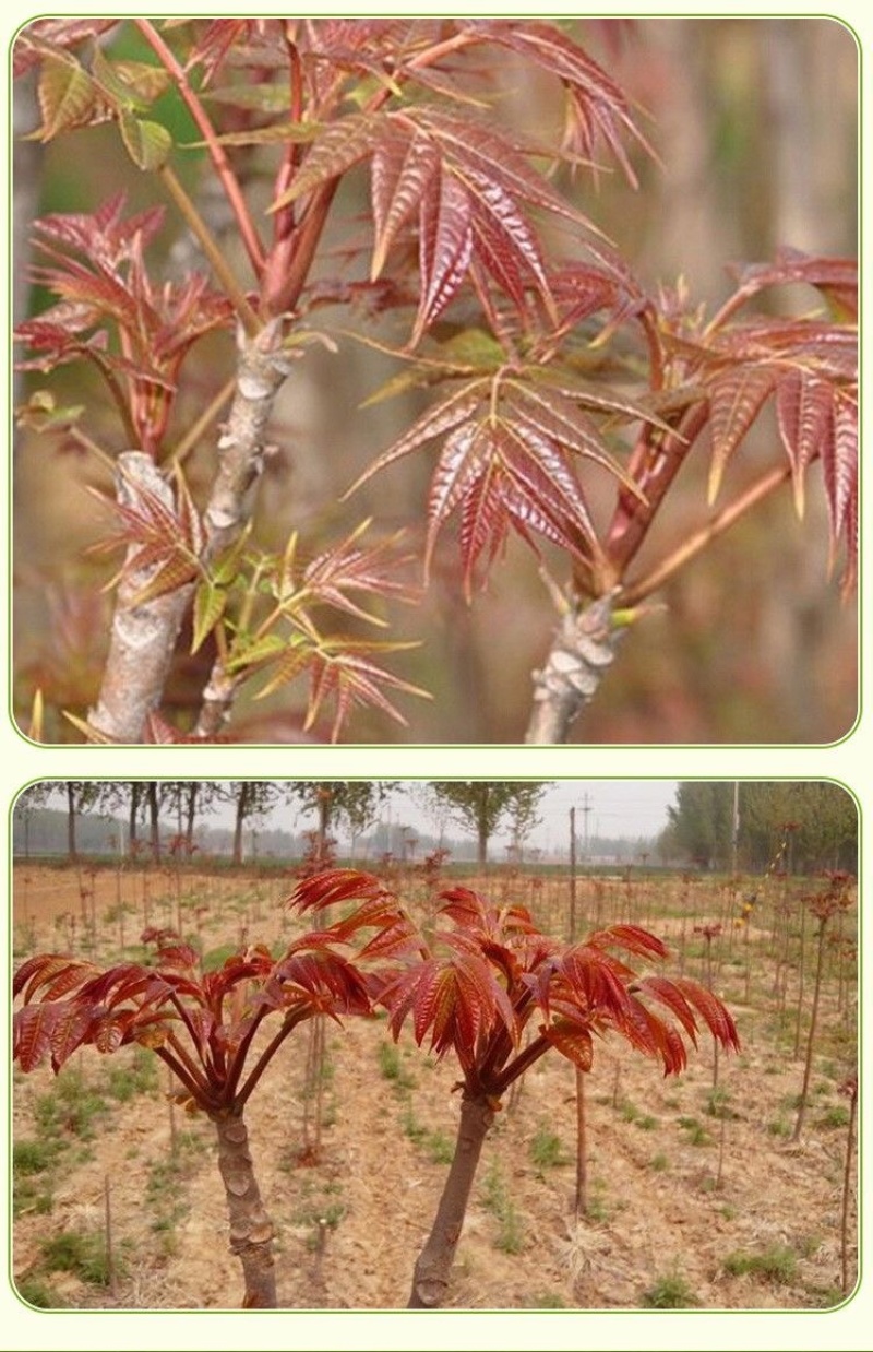 香椿苗红油香椿香椿小苗，椿芽苗，椿树