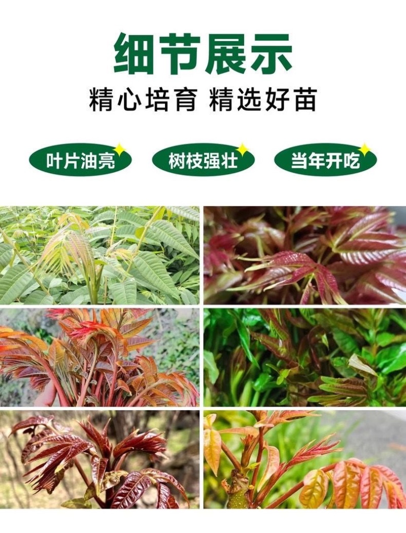 香椿苗红油香椿香椿小苗，椿芽苗，椿树