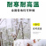 香椿苗红油香椿香椿小苗，椿芽苗，椿树