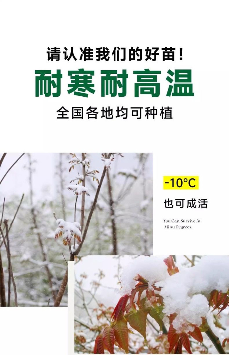 香椿苗红油香椿香椿小苗，椿芽苗，椿树
