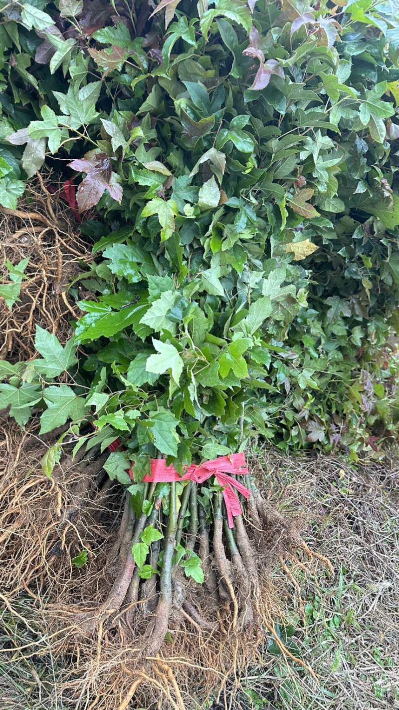 枫香苗枫香杯苗洛根苗枫香小苗造林苗