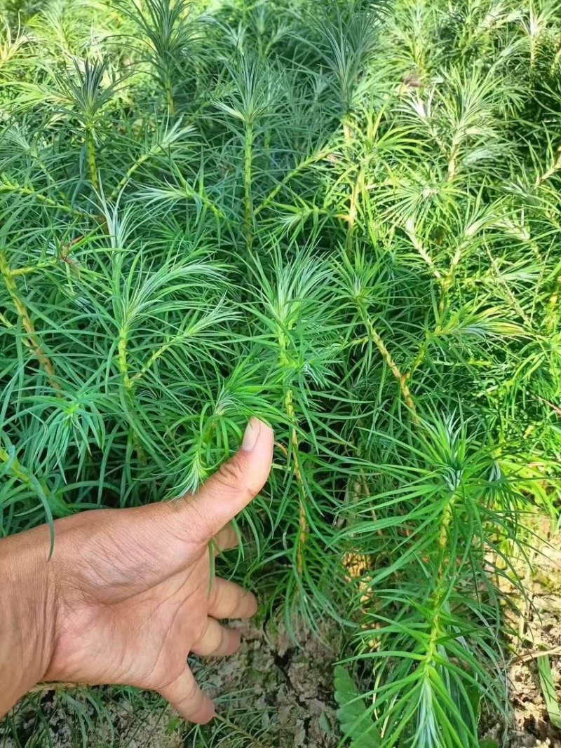 刺杉香杉杉木杉树小苗20公分一年苗两年苗