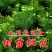 刺杉香杉杉木杉树小苗20公分一年苗两年苗