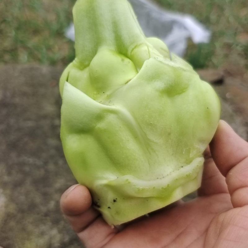 百亩早榨菜