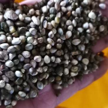内蒙古特大麻子，颗粒饱满干净无杂质，量大从优，可视频看货