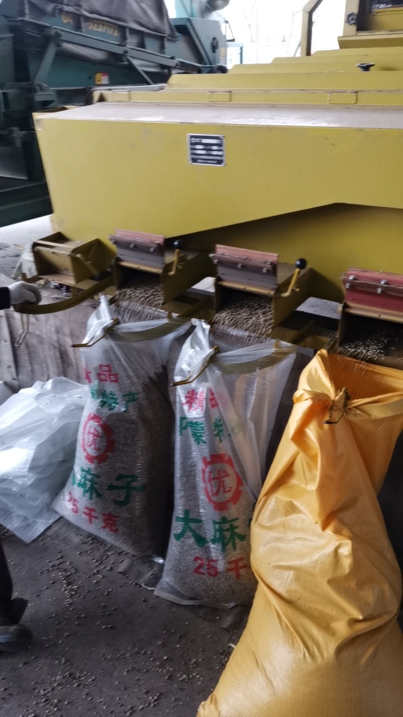 内蒙古特大麻子，颗粒饱满干净无杂质，量大从优，可视频看货