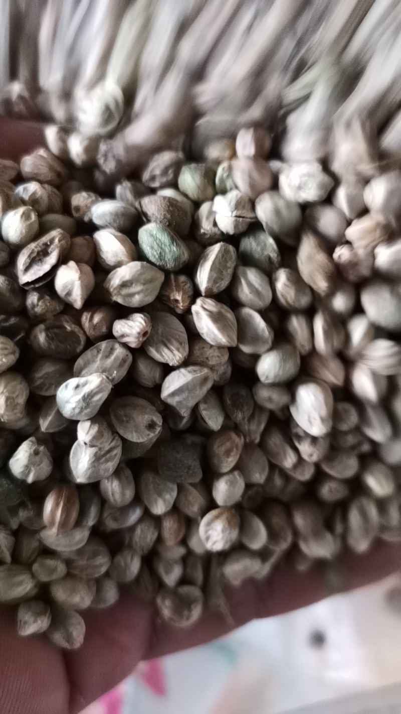 内蒙古特大麻子，颗粒饱满干净无杂质，量大从优，可视频看货