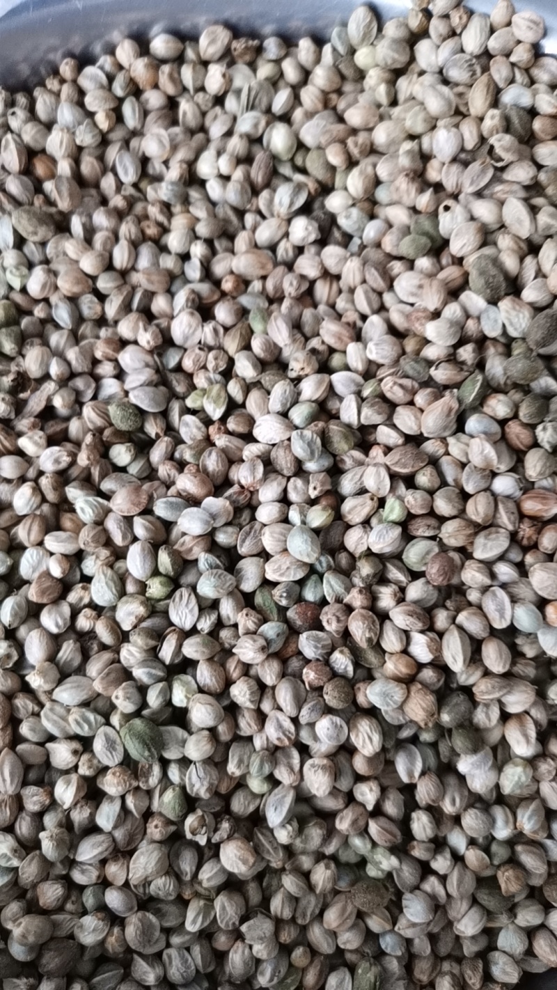 内蒙古特大麻子，颗粒饱满干净无杂质，量大从优，可视频看货