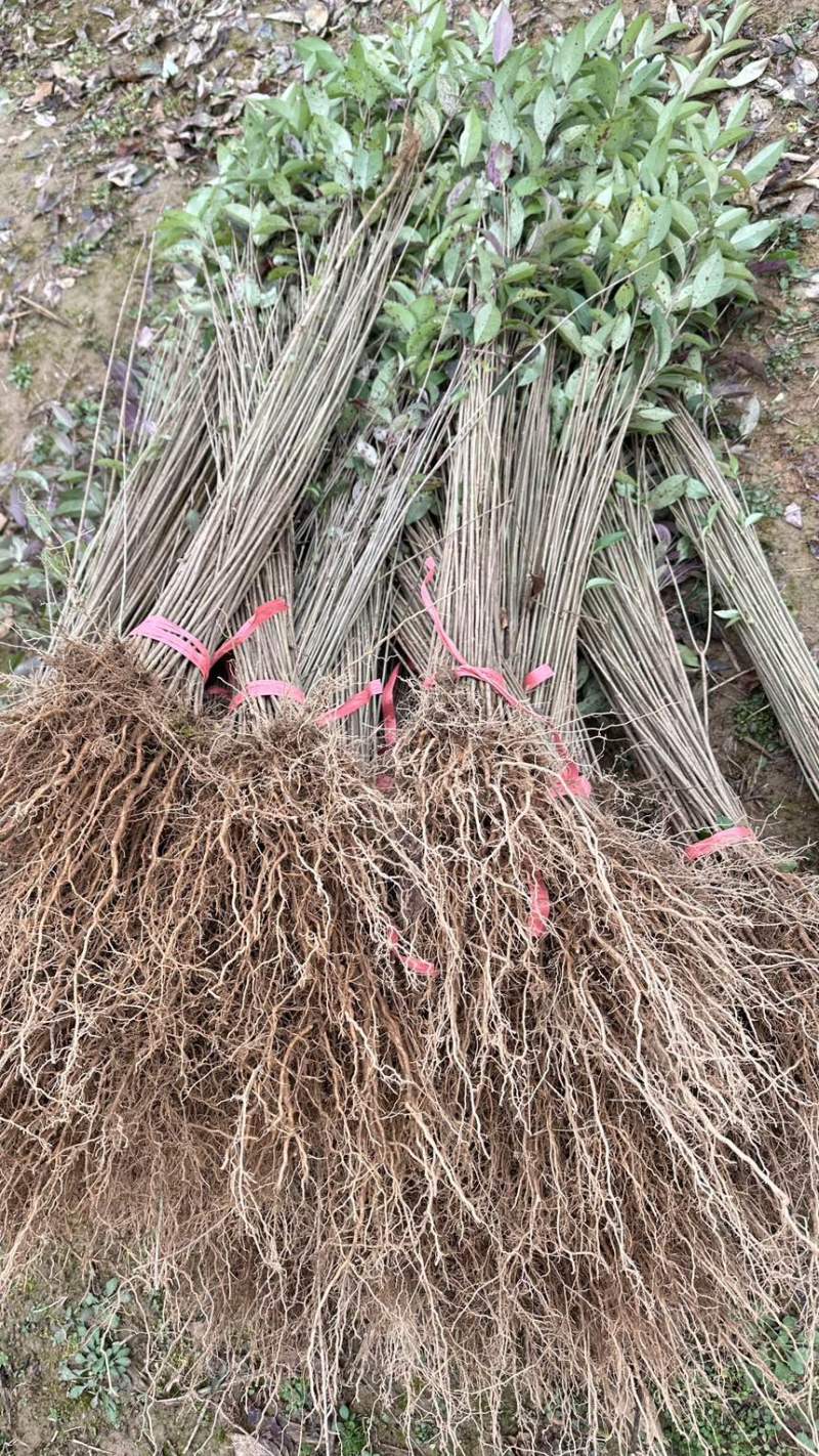 大叶女贞火炮树一年苗两年苗高度20至一米五地径2公分