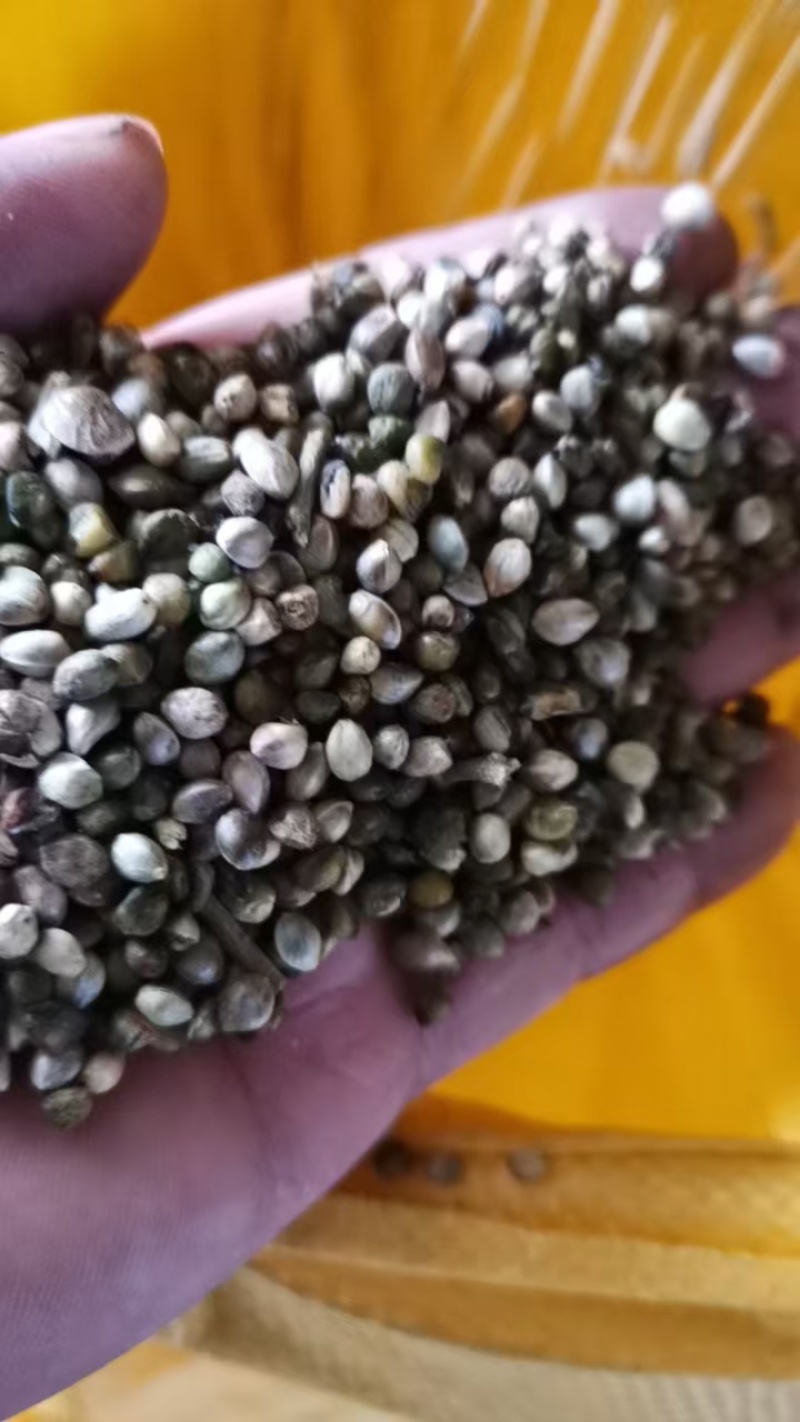 内蒙古特大麻子，精选麻子大颗粒新货，供炒货店，批发市场等