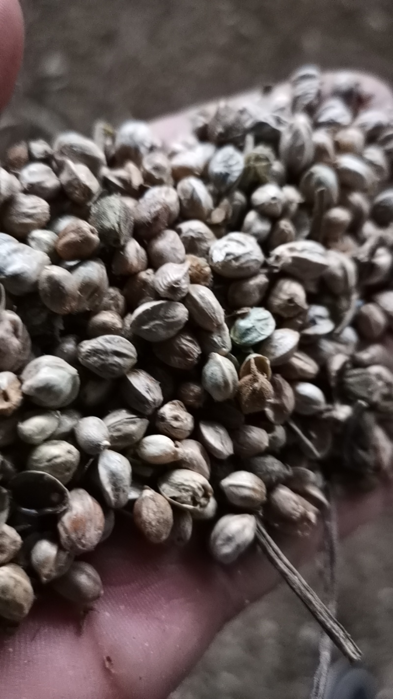 内蒙古特大麻子，精选麻子大颗粒新货，供炒货店，批发市场等