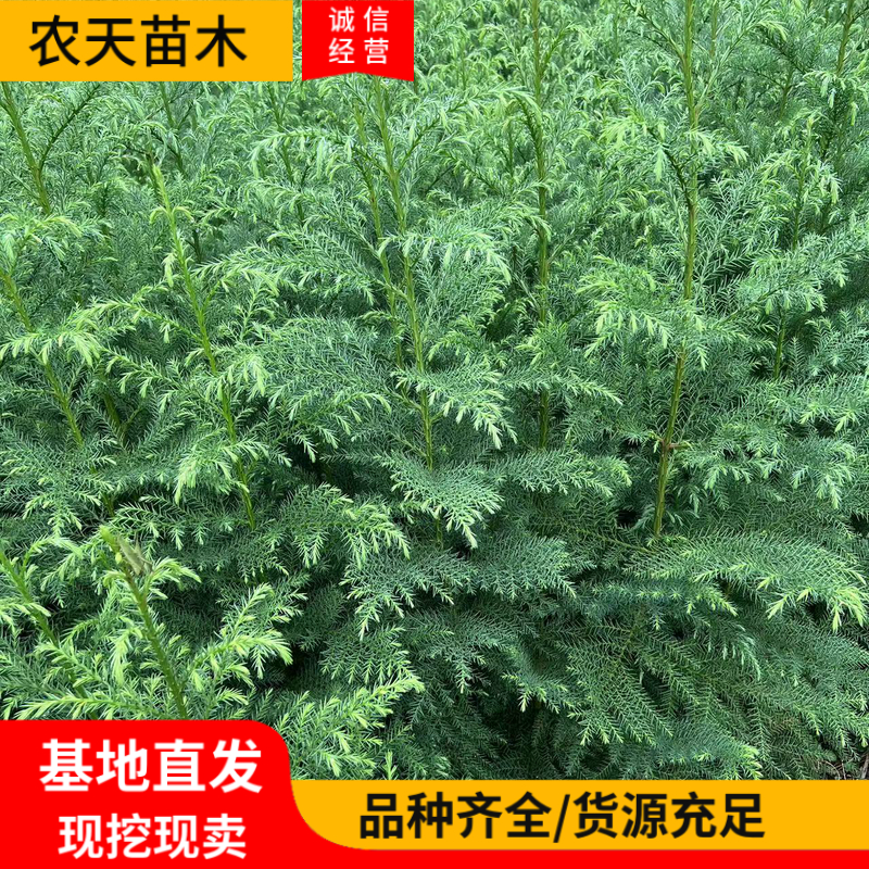 柳杉苗柳杉小苗柳杉杯苗柳杉裸根苗地径1.5公分高一米五