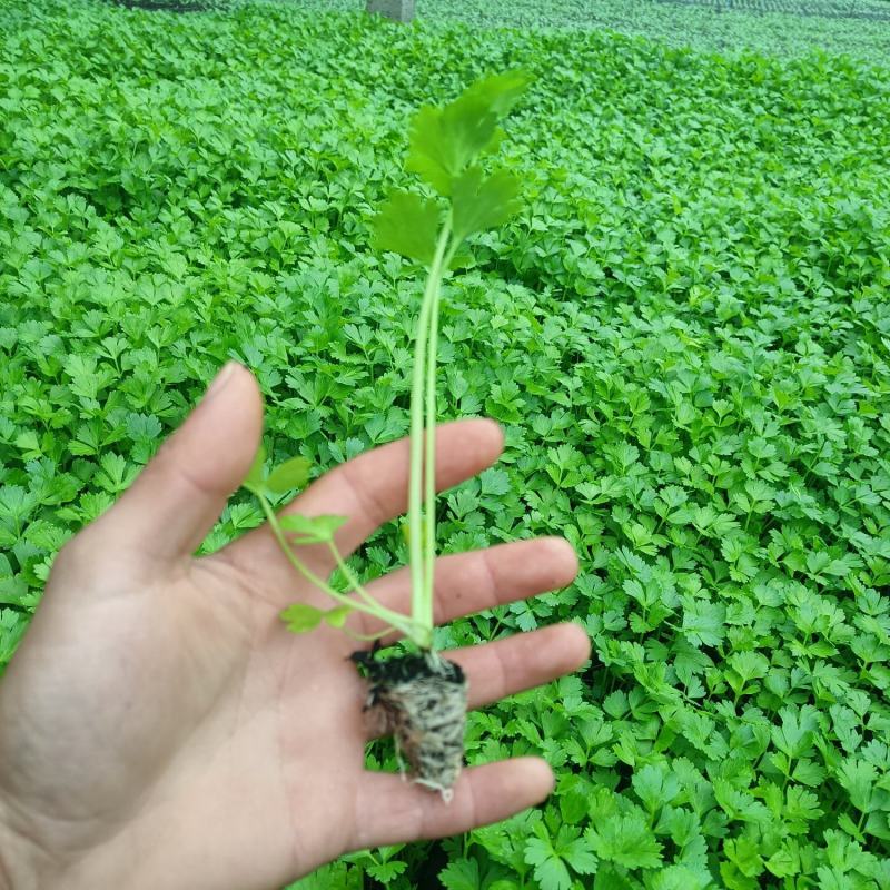 精品法国皇后穴盘苗大量上市中