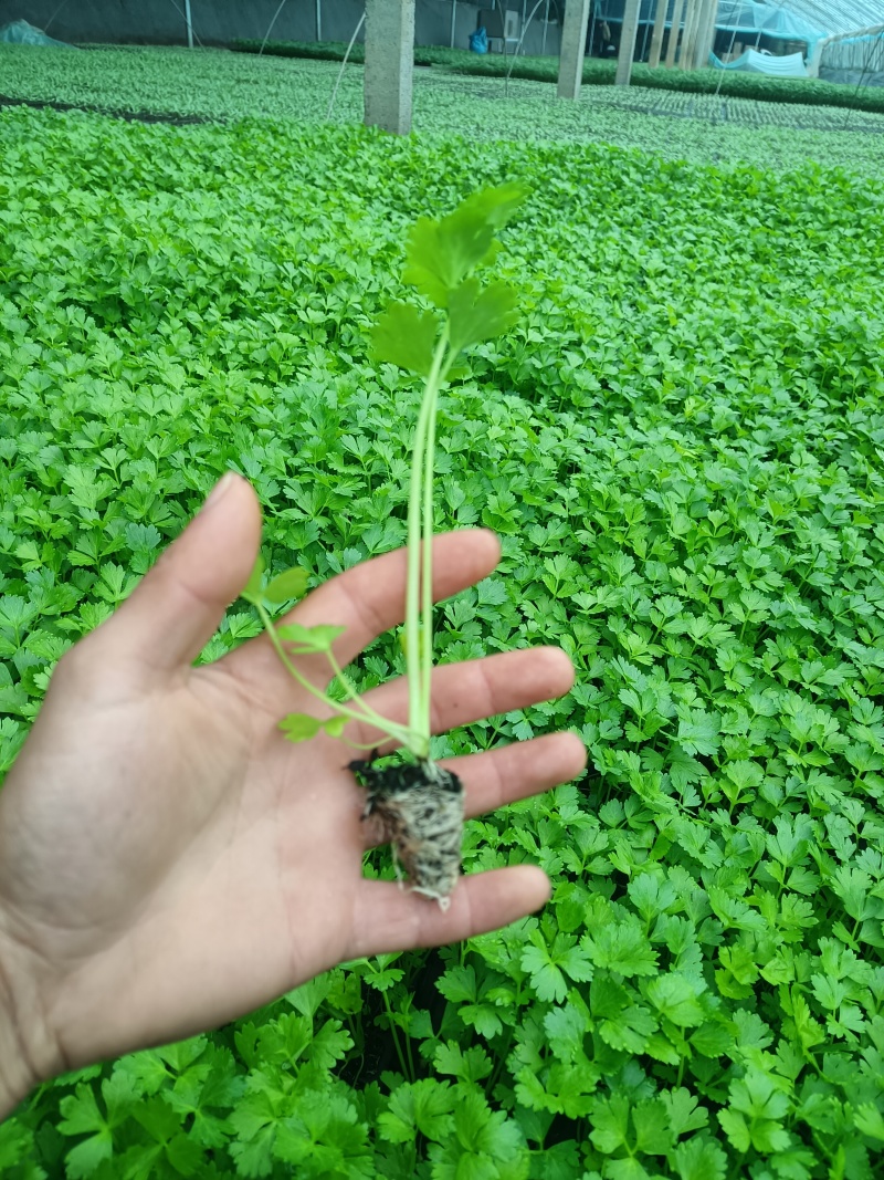 精品法国皇后穴盘苗大量上市中