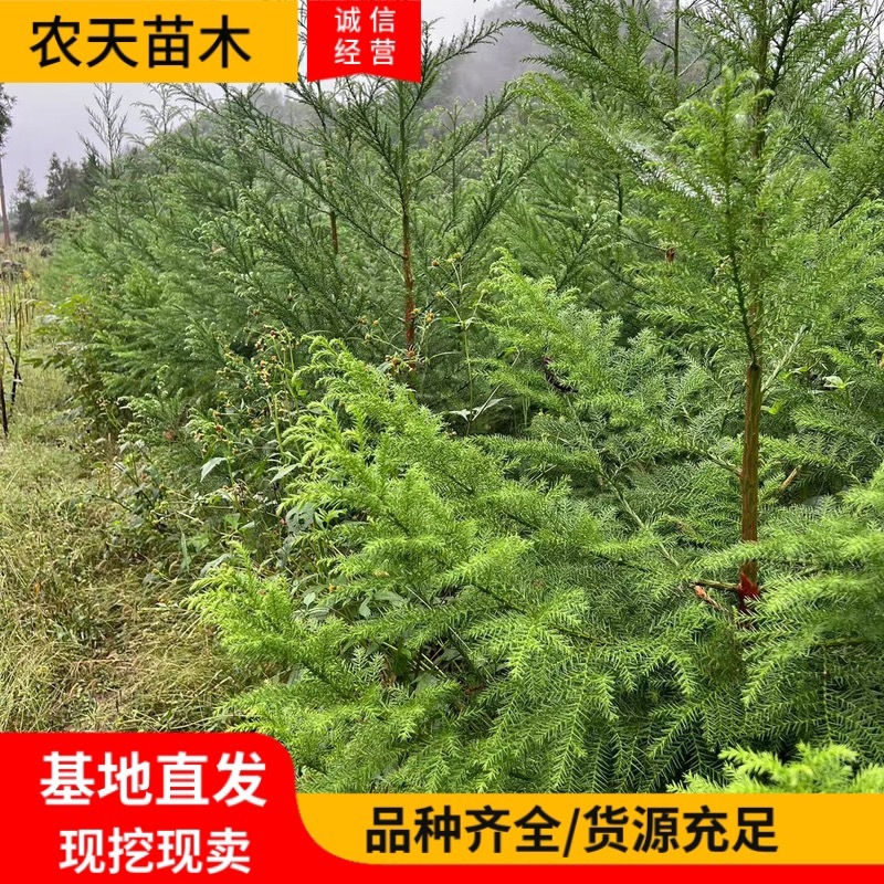 柳杉苗柳杉小苗柳杉杯苗柳杉裸根苗地径1.5公分高一米五