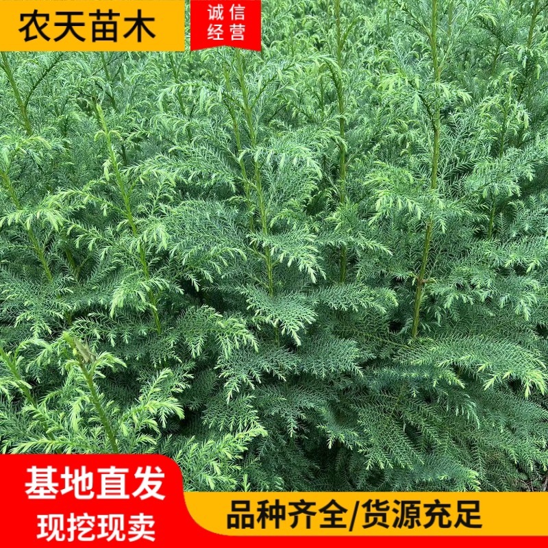 柳杉苗柳杉小苗柳杉杯苗柳杉裸根苗地径1.5公分高一米五