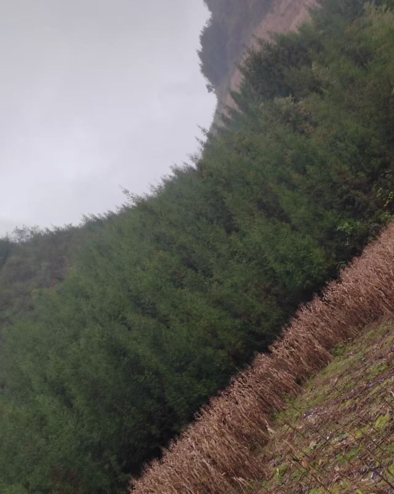 柳杉苗柳杉小苗柳杉杯苗柳杉裸根苗地径1.5公分高一米五