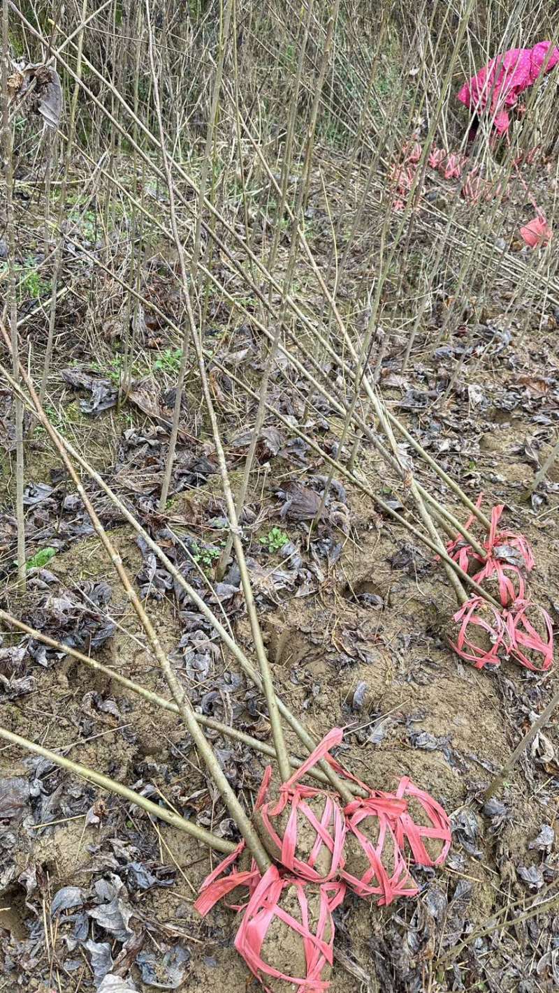 马褂木鹅掌楸地径2公分马褂木一年苗两年苗
