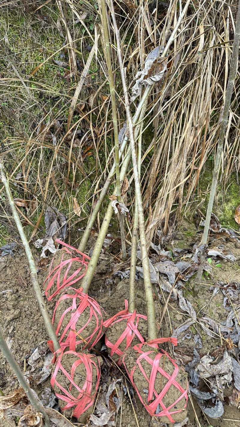 马褂木鹅掌楸地径2公分马褂木一年苗两年苗