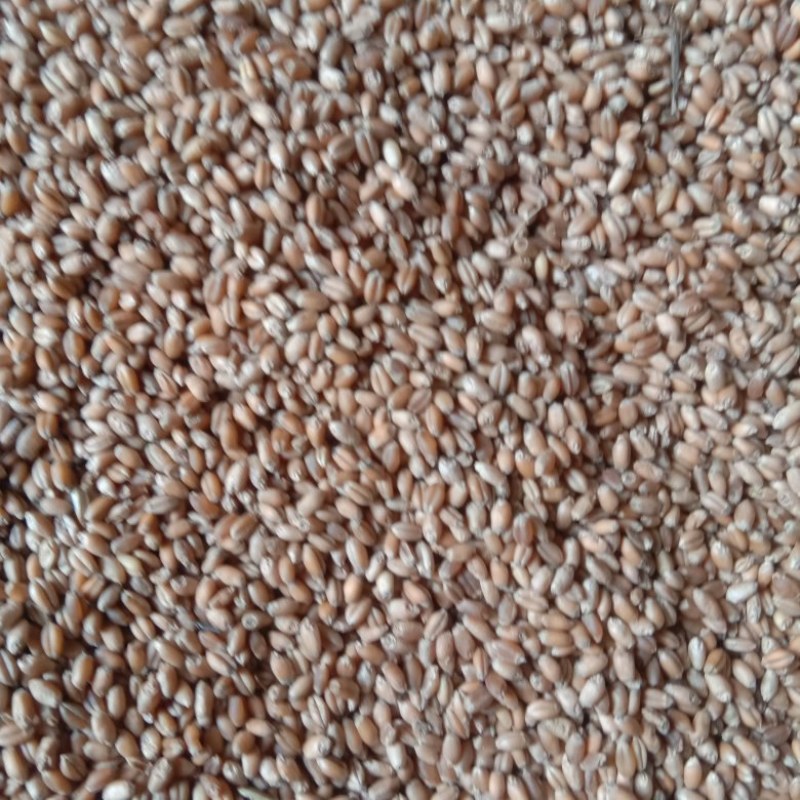 精品小麦100顿出售，