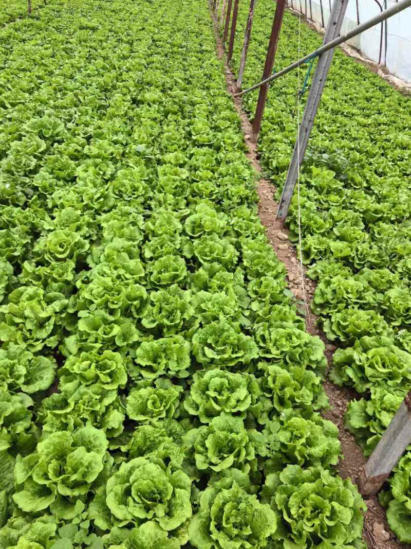 【生菜】大量有货货源充足对接全国新鲜发货