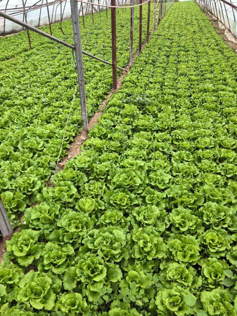 【生菜】大量有货货源充足对接全国新鲜发货