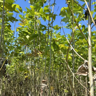 马褂木鹅掌楸地径2公分马褂木一年苗两年苗