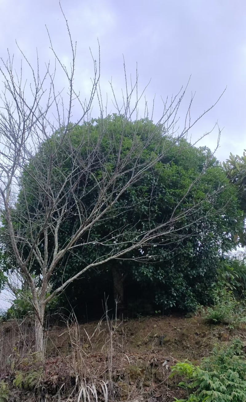 12公分四季桂树形圆润饱满可上门考察包接送包食