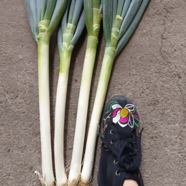 贵州安顺铁杆大葱