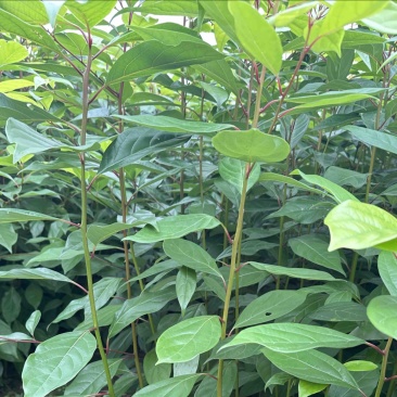 香樟裸根苗香樟杯苗香樟树