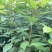 香樟裸根苗香樟杯苗香樟树
