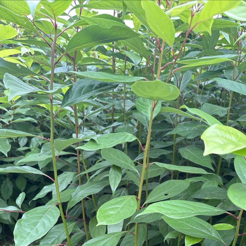 香樟裸根苗香樟杯苗香樟树