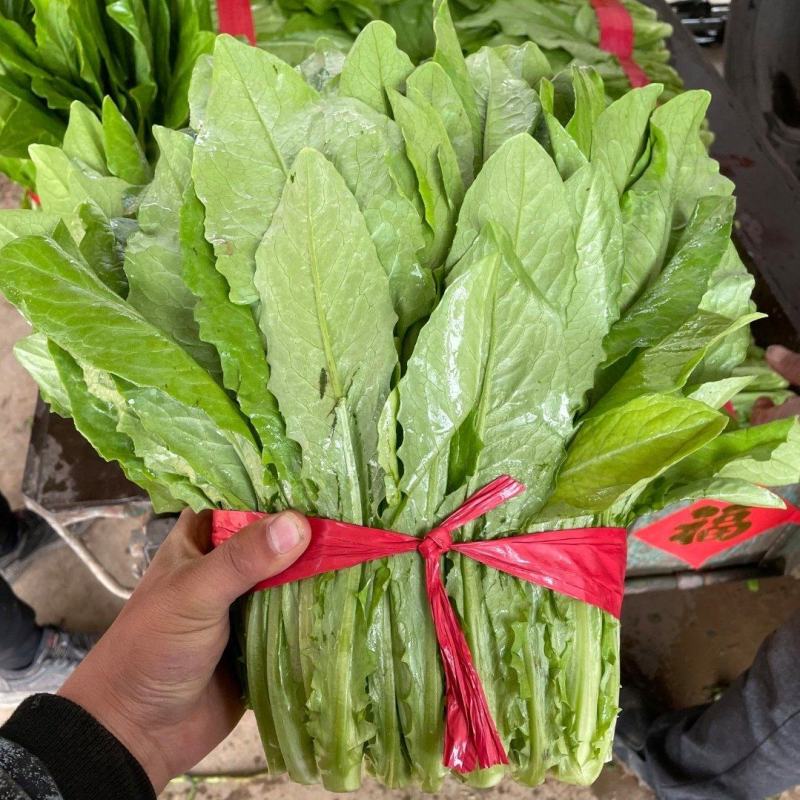 河北本地精品油麦菜