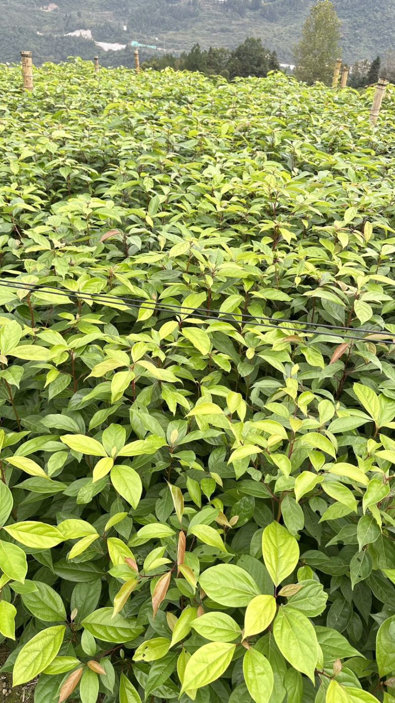香樟裸根苗香樟杯苗香樟树