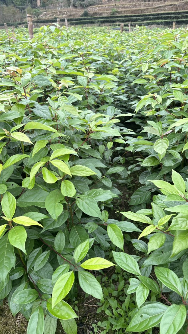 香樟裸根苗香樟杯苗香樟树