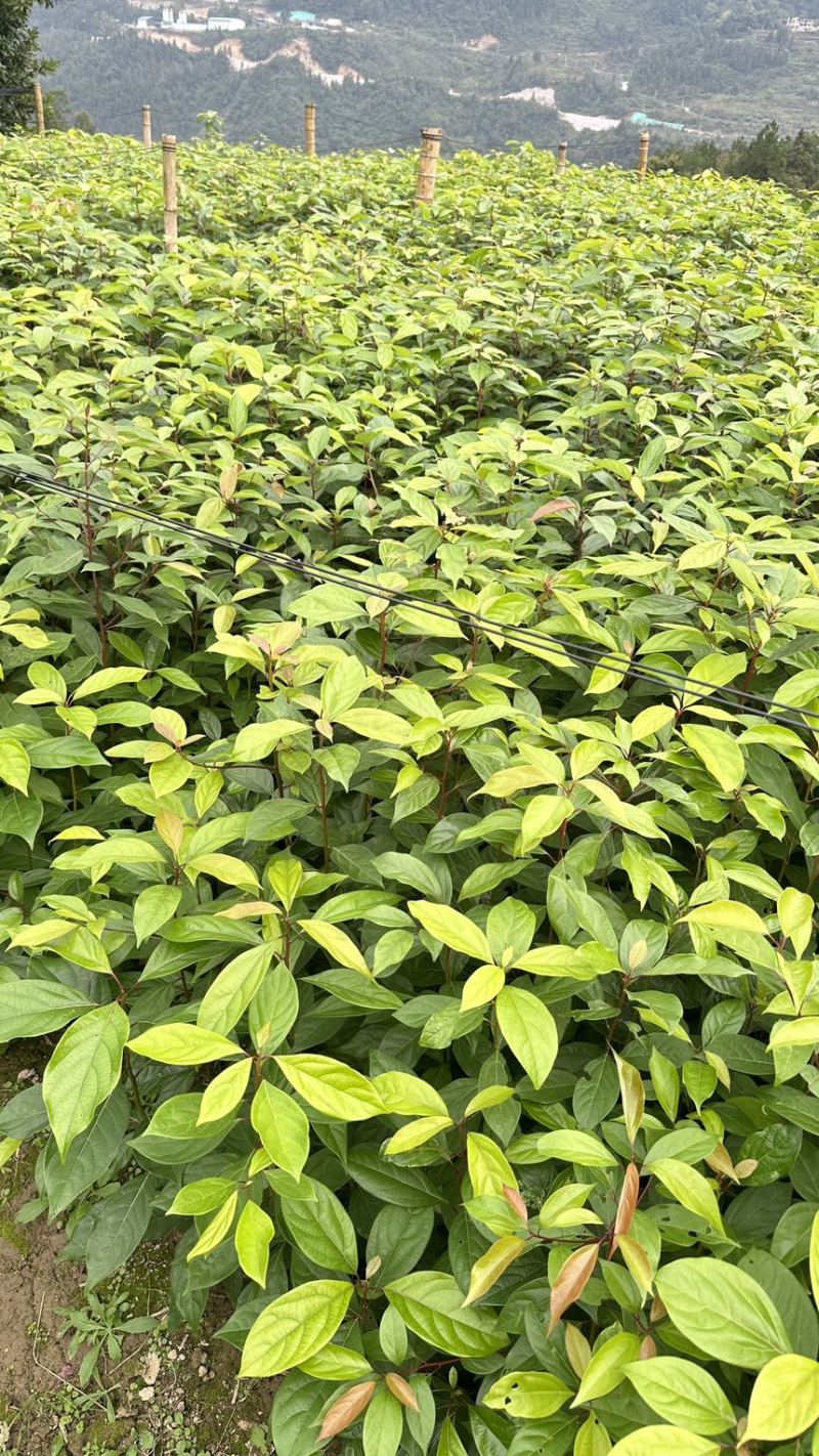 香樟裸根苗香樟杯苗香樟树