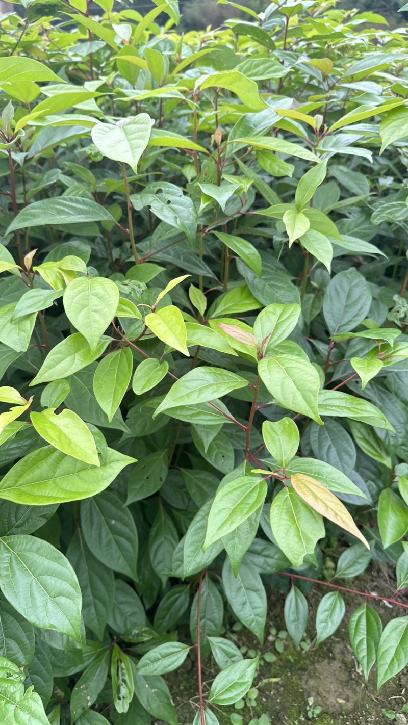香樟裸根苗香樟杯苗香樟树