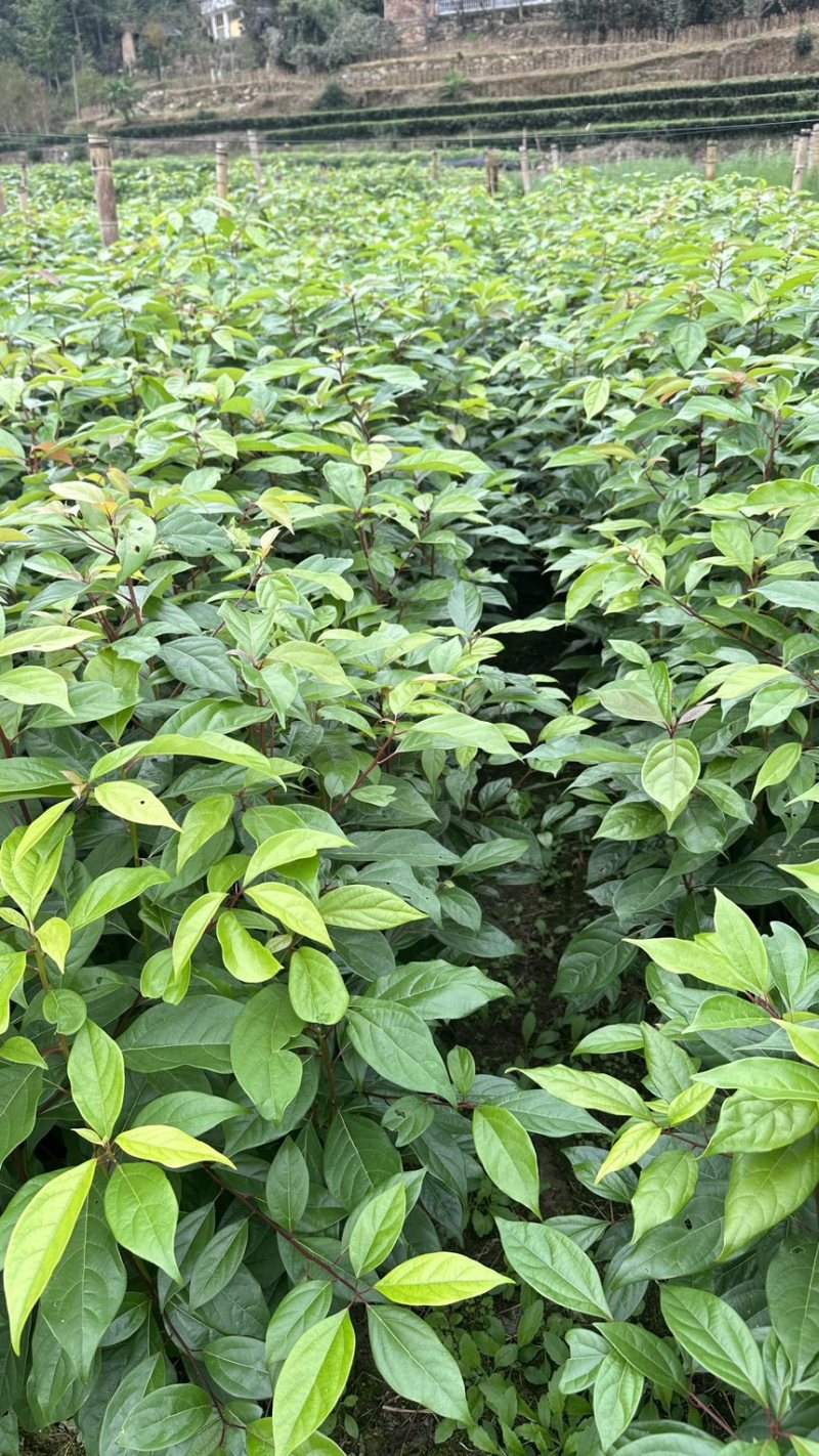 香樟裸根苗香樟杯苗香樟树