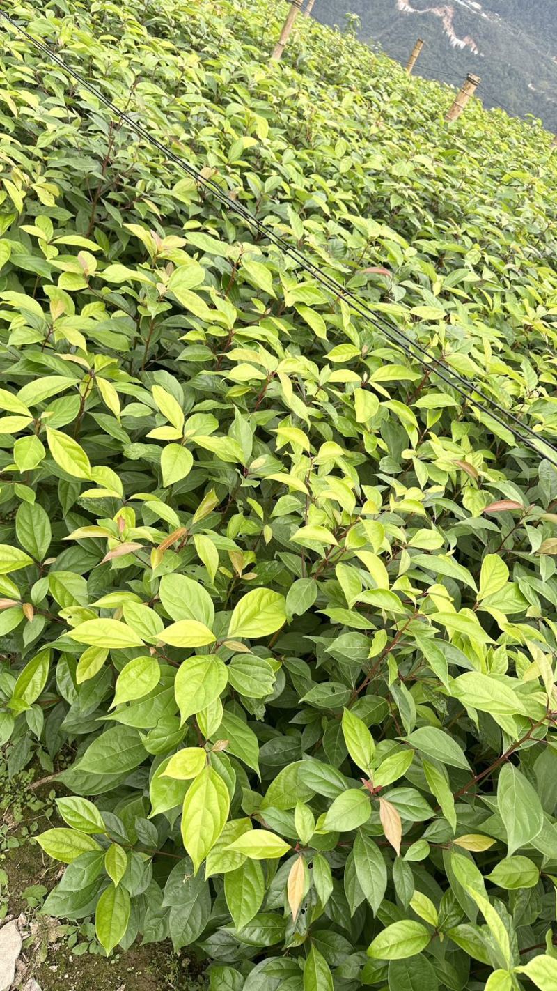 香樟裸根苗香樟杯苗香樟树