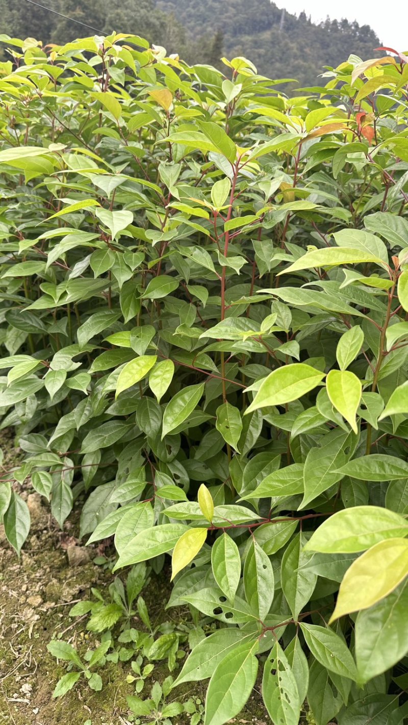 香樟裸根苗香樟杯苗香樟树