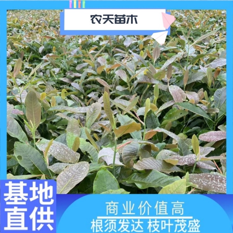 厚扑苗一公分厚扑小苗厚扑大苗